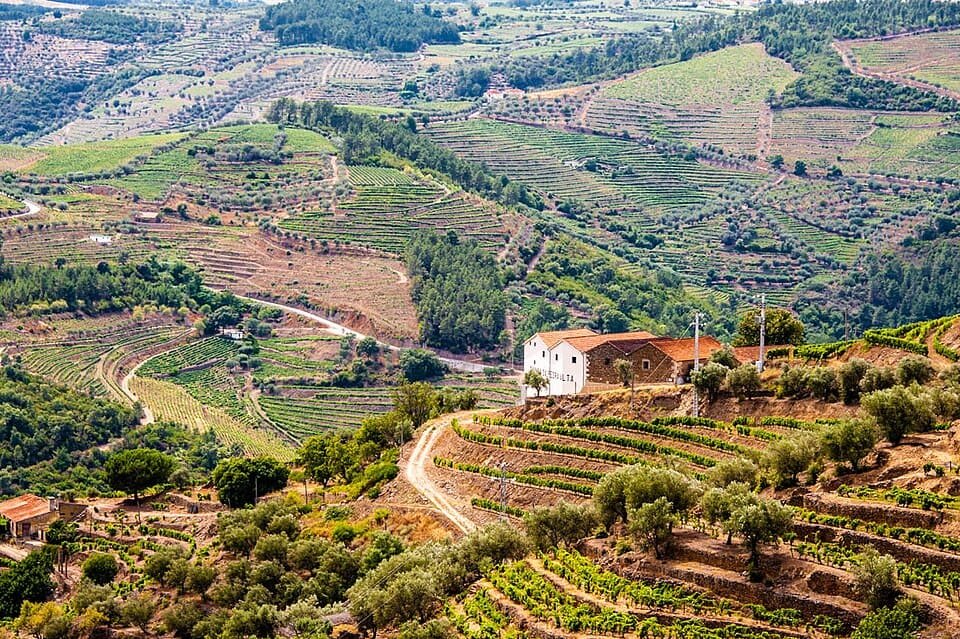 The Douro Valley ilustrando artigo sobre a história do Vinho.