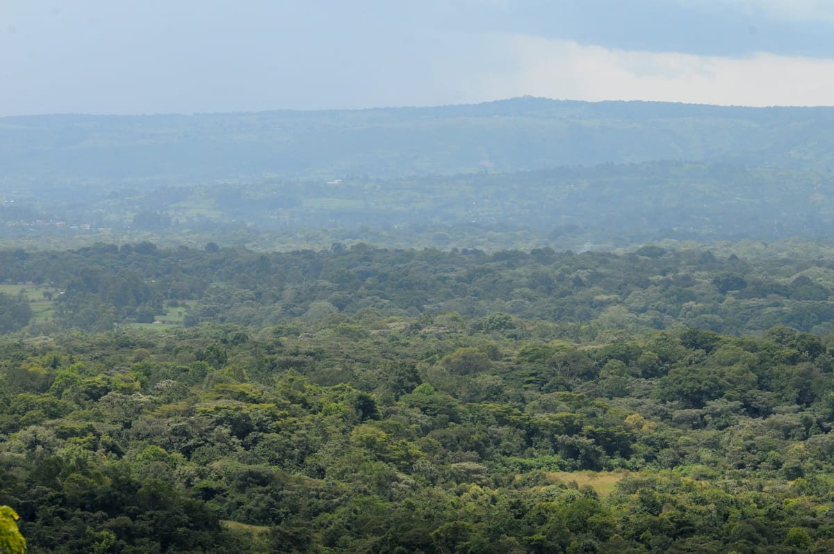 Copas de árvores da floresta de Kakamega, com vegetação densa e relevo ao fundo. Ilustrando artigo Florestas na África: por que crescem em áreas separadas?
