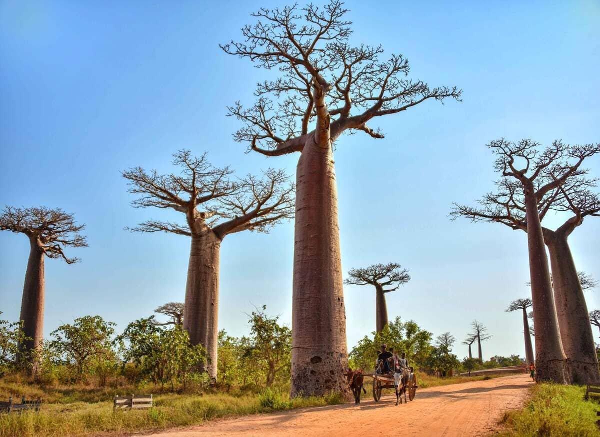 Baobás ao lado de uma estrada de terra com pessoas caminhando em Madagascar, ilustrando artigo Ilha de Madagascar: por que há florestas e áreas tão secas?