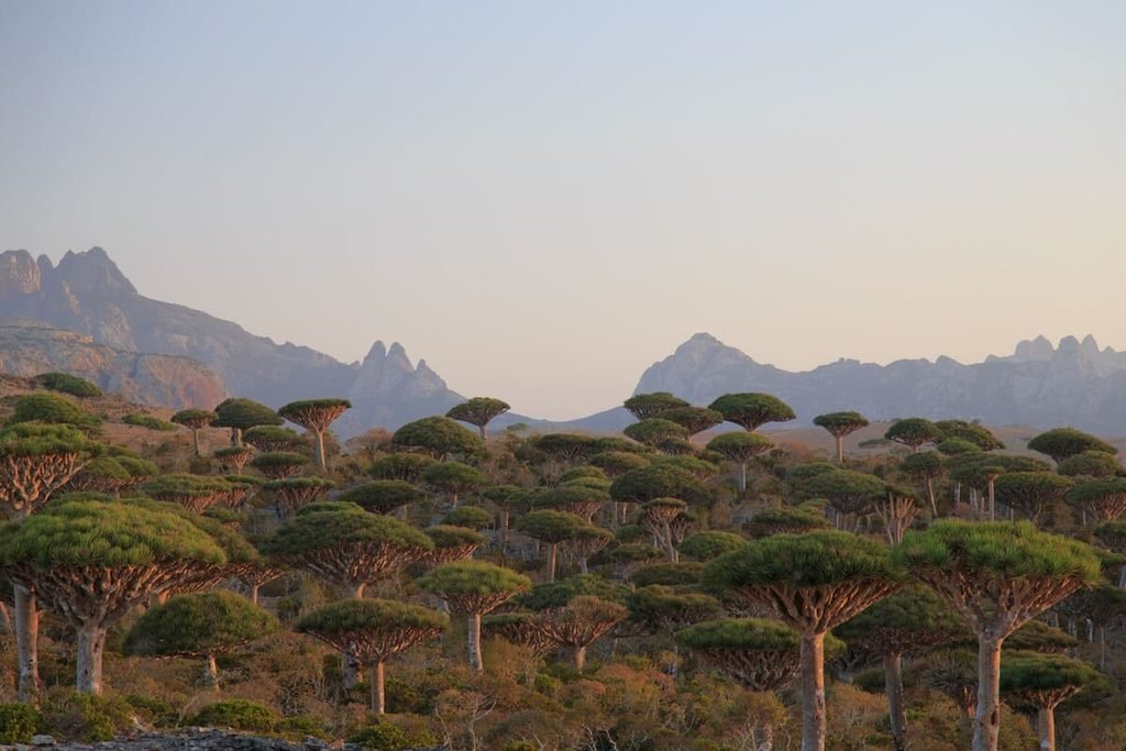 Copas e troncos ramificados de dragoeiros na ilha de Socotra. Ilustrando artigo Vegetação de Socotra: por que tantas plantas só existem ali?
