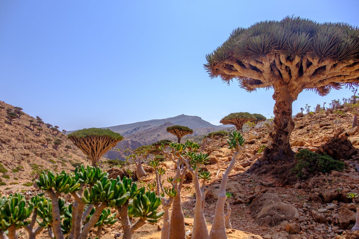 Dragoeiros entre rochas e vegetação baixa no planalto de Homhil, em Socotra. Enquadramento: preservar as árvores inteiras e o terreno ao redor. Ilustrativo ao artigo Vegetação de Socotra: por que tantas plantas só existem ali?