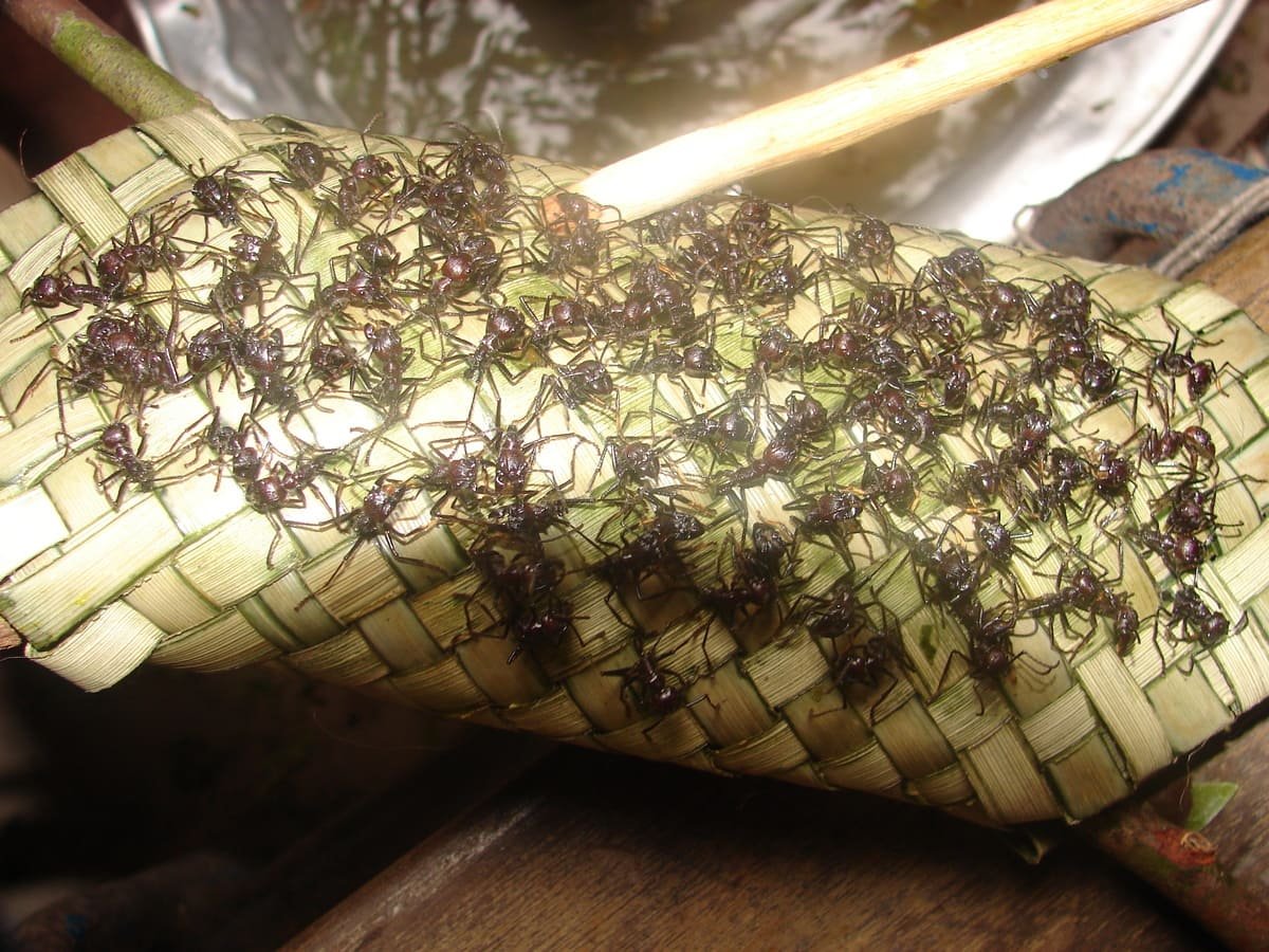 Luva trançada com formigas tucandeiras utilizada em ritual Sateré-Mawé. Ilustrando artigo Rituais de passagem: como se ligam ao território?