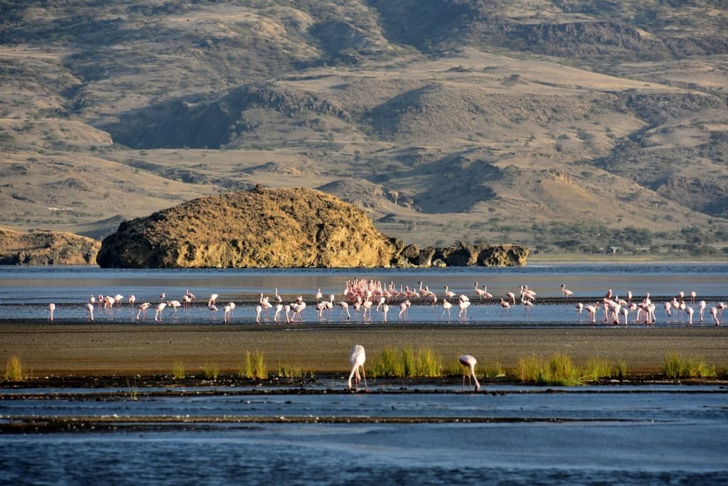 Grupo de flamingos em água rasa no Lago Natron, Tanzânia. Ilustrando artigo Ambientes extremos na África: como a vida encontra água?