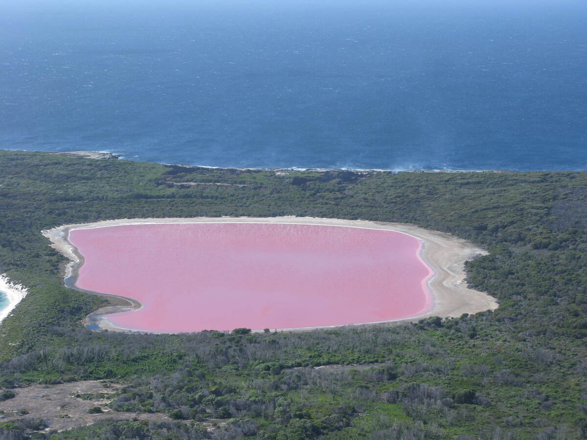 Vista aérea do Lago Hillier com água rosa, margem clara e vegetação, com o mar azul ao fundo. Ilustrando artigo Lagos rosas da Austrália: o que produz essa cor?