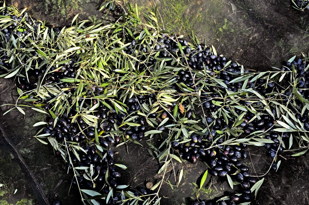 Azeitonas Picual colhidas, com folhas e pequenos ramos, em Los Navalmorales, Espanha. Ilustrativo ao artigo Variedades de oliveira: origem e lugar de cultivo.