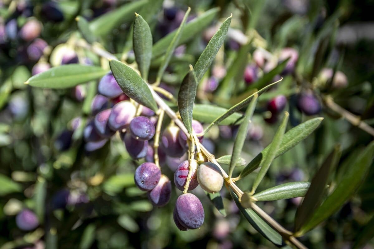 Ramos de oliveira com folhas estreitas e azeitonas da cultivar Arbequina. Ilustrativo ao artigo Cultivo de oliveiras no Brasil: por que Sul e Mantiqueira?