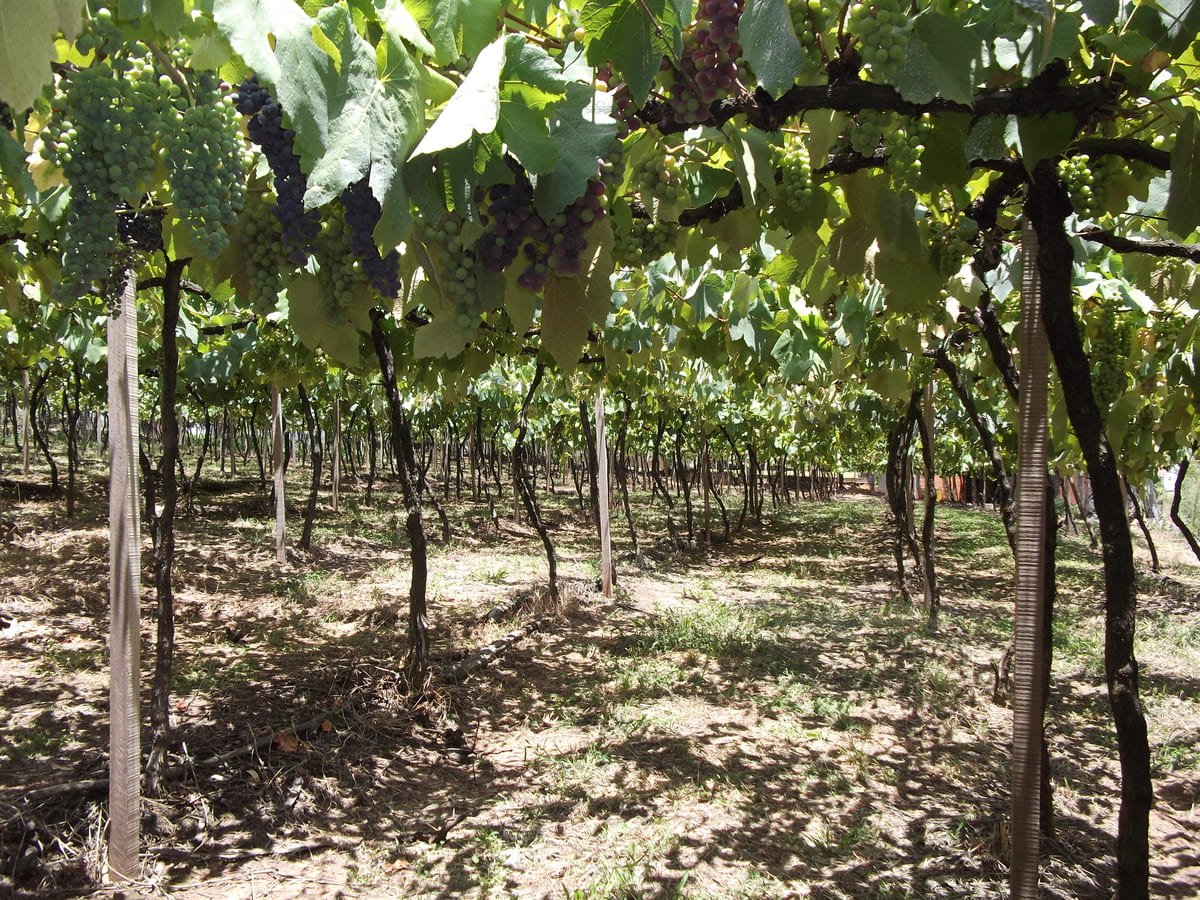 Cachos de uvas e folhas sob a estrutura de condução das videiras na Vinícola Torcello, em Bento Gonçalves. Ilustrativo ao artigo Vinho no Brasil: por que a colheita muda entre regiões?